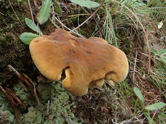Austropaxillus muelleri