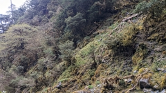 Pachysandra axillaris