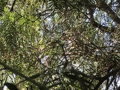 Acanthiza chrysorrhoa