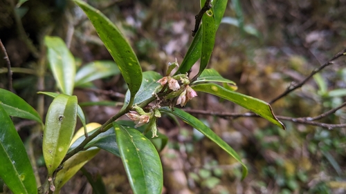 Willow-leaf Sweet Box (Sarcococca saligna)