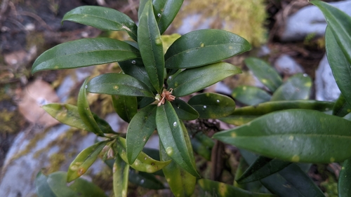 Sarcococca saligna, photograph 1