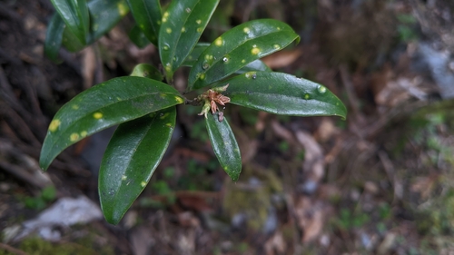 Sarcococca saligna, photograph 2