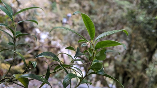 Image of Sarcococca saligna by (c) Cheng-Te Hsu, some rights reserved (CC BY)