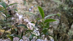 Sarcococca saligna