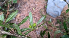 Berberis brevisepala