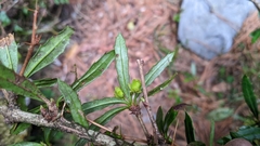 Berberis brevisepala