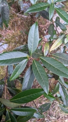 Litsea morrisonensis