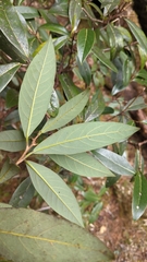 Litsea morrisonensis