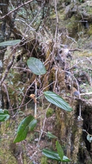 Rubus liui