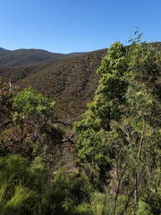 Brachychiton populneus populneus