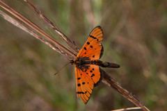 Acraea nohara