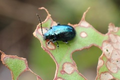 Altica cyanea