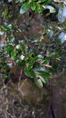 Buxus microphylla