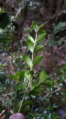 Buxus microphylla