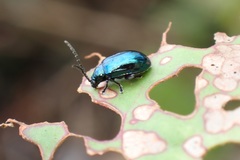Altica cyanea