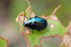 Altica cyanea