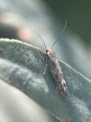 Gelechiidae