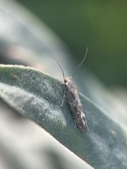 Gelechiidae