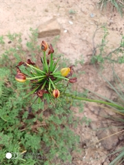 Bulbine abyssinica