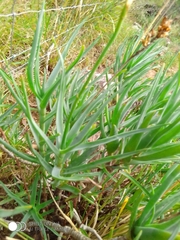 Aloiampelos tenuior decidua