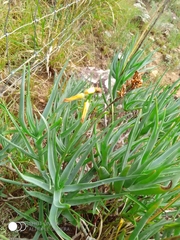 Aloiampelos tenuior decidua