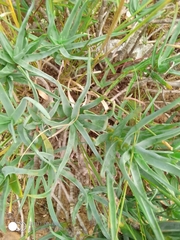 Aloiampelos tenuior decidua