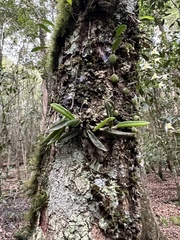 Bulbophyllum shepherdii