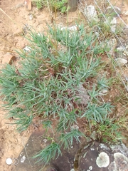 Aloiampelos tenuior decidua