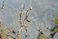 Ducula lacernulata williami