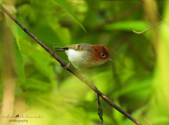 Phylloscopus grammiceps grammiceps