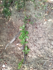 Cyphostemma quinatum