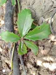 Cyphostemma quinatum