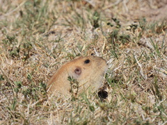 Cratogeomys castanops