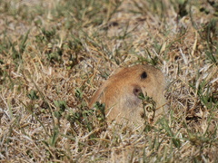 Cratogeomys castanops