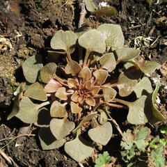 Claytonia rubra rubra