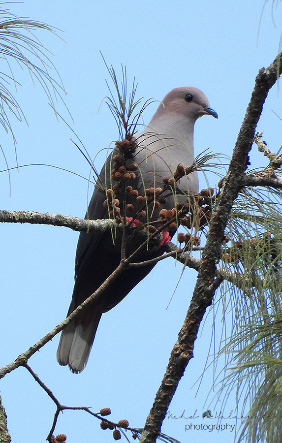 Dark-backed Imperial-Pigeon photo