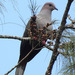 Dark-backed Imperial Pigeon - Photo (c) Mehd Halaouate, some rights reserved (CC BY-NC), uploaded by Mehd Halaouate