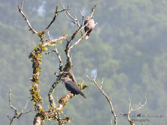 Ducula lacernulata williami