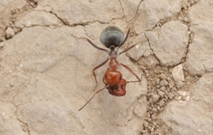 Myrmecocystus placodops
