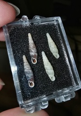 Bathyptychia