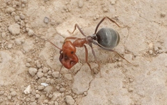 Myrmecocystus placodops