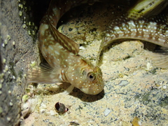 Istiblennius spilotus