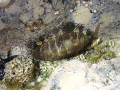 Liolophura