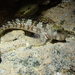 Istiblennius spilotus - Photo (c) Jonathan Newman, some rights reserved (CC BY-NC), uploaded by Jonathan Newman
