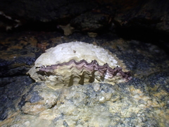 Saccostrea