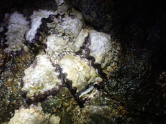 Saccostrea
