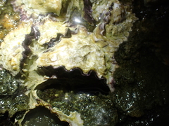 Saccostrea