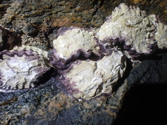 Saccostrea