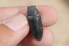 Hippomelas planicauda