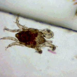 Agauopsis